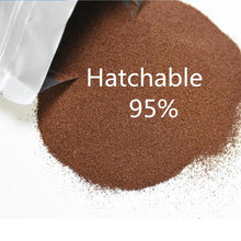 Load image into Gallery viewer, 100g250g500g fresh artemia  Brine Shrimp Eggs fish feed  Premium Quality Marine Fish Food shrimp food  hatching eggfood fish
